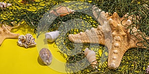 Yellow nautical background with sea shells, starfishes and fishing net. Assorted marine animals