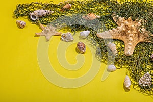 Yellow nautical background with sea shells, starfishes and fishing net. Assorted marine animals