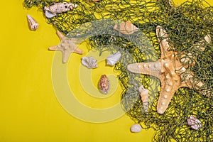 Yellow nautical background with sea shells, starfishes and fishing net. Assorted marine animals