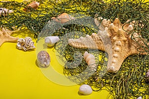 Yellow nautical background with sea shells, starfishes and fishing net. Assorted marine animals