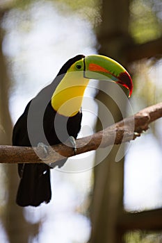 Yellow Neck Toucan