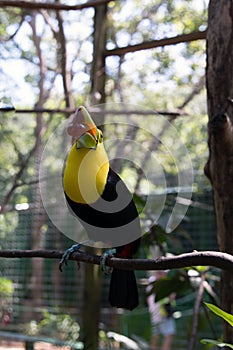 Yellow Neck Toucan with grape in it`s beak photo