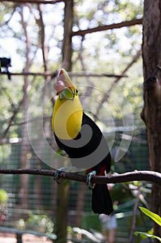 Yellow Neck Toucan with grape in it`s beak photo
