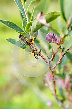 Yellow Necked Caterpillar (Datana Ministra)