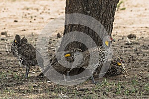 yellow-necked francolin