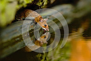 Yellow-necked mouse, Apodemus flavicolis, drinking water in the forest, animal in the nature habitat, Hungary