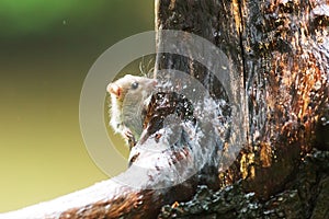 Yellow-necked mouse Apodemus flavicollis