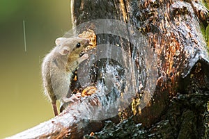 Yellow-necked mouse Apodemus flavicollis