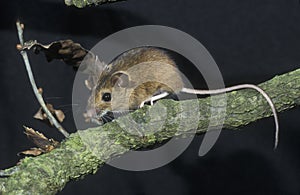 Yellow-necked mouse, Apodemus flavicollis,