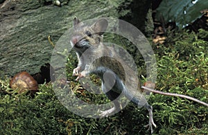 Yellow Necked Mouse, apodemus flavicollis, Adult standing on Hind Legs