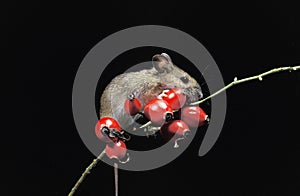 Yellow Necked Mouse, apodemus flavicollis, Adult standing on Rose Hip`s Branch