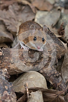 Yellow Necked Mouse Apodemus Flavicollis