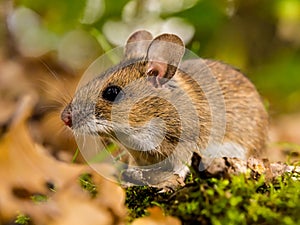 yellow necked mouse in habitat