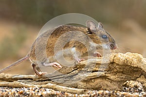 Yellow-necked mouse on rock