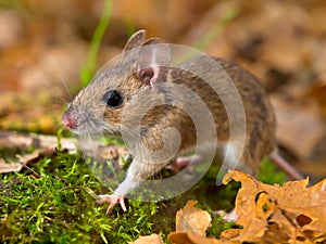 Yellow necked mouse walking