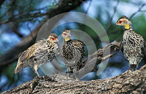 Yellow-Necked Spurfowl, francolinus leucoscepus, Group of Adults, Kenya photo