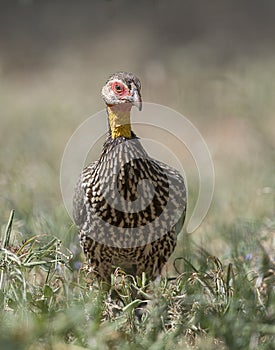 Yellow Necked Spurfowl, Pternistis leucoscepus,  Kenya