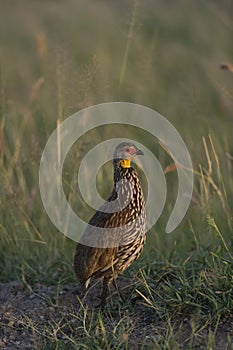 Yellow-necked Spurfowl seen at Masaimara , Kenya