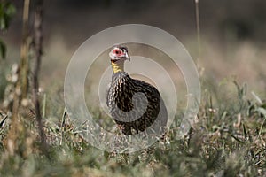 Yellow-necked Spurfowl seen at Masaimara , Kenya