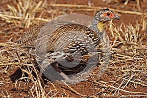 Yellow-necked spurfowl, Tanzania