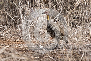 Yellow-necked Spurfowl that walks among the grass in the dry savannah