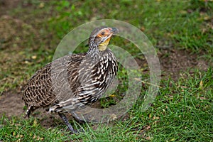 The yellow-necked spurfowl or yellow-necked francolin