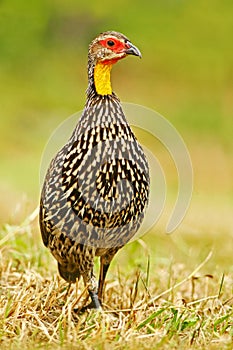 Yellow Necked Spurfowl or yellow-necked francolin found in Djibouti, Eritrea, Ethiopia, Kenya, Somalia, Sudan, Tanzania, and photo