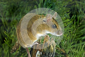 Yellow-necked Wood Mouse