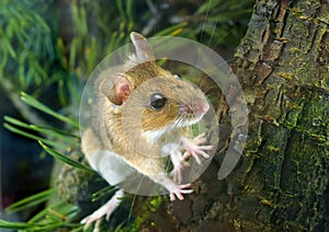 Yellow-necked Wood Mouse (Apodemus flavicollis)