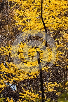 Yellow needles and branches of larch in the autumn forest. A tree with a twisted trunk.