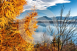 Žluté jehličí na jehličnan. Jezero a hory na pozadí