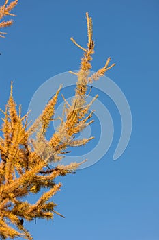 Yellow needles and larch cones against the sky