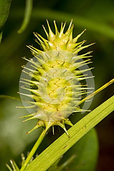 Yellow needles of porcupine sedge flowers in New Hampshire.