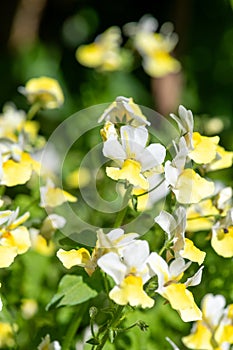 Yellow nemesia flowers