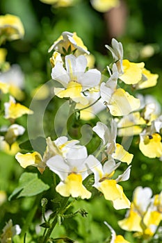 Yellow nemesia flowers