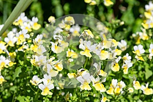 Yellow nemesia flowers