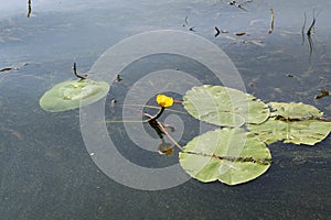 Yellow Nenuphar flower, Water Lily on a lake. Beautiful aquatic plant and flower grows in European ponds and rivers