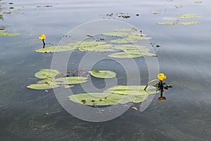 Yellow Nenuphar flower, Water Lily on a lake. Beautiful aquatic plant and flower grows in European ponds and rivers
