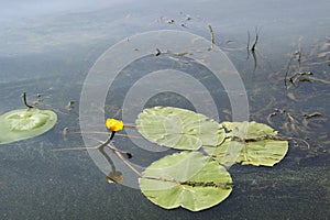 Yellow Nenuphar flower, Water Lily on a lake. Beautiful aquatic plant and flower grows in European ponds and rivers