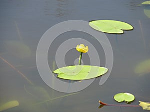 Yellow Nenuphar flower, Water Lily on a lake. Beautiful aquatic plant and flower grows in European ponds and rivers outdoor