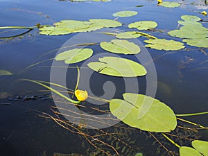 Yellow Nenuphar flower, Water Lily on a lake. Beautiful aquatic plant and flower grows in European ponds and rivers outdoor