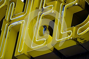 Yellow neon sign with bird sitting perched high up photo