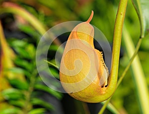 Yellow Nepenthes plant