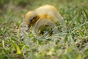 Yellow nestling of duck on grass