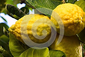 Yellow New Zealand Lemonade lemons (Citrus Limon) hanging on tree
