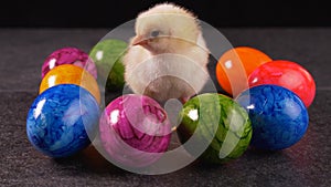 Yellow newborn chicken standing among colorful dyed eggs