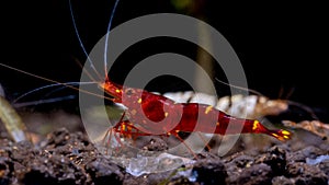 Yellow nose sulawesi red dwarf shrimp stay on aquatic soil in front of white tiger shrimp in freshwater aquarium tank