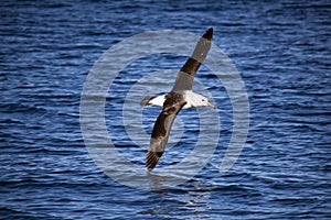 Yellow-nosed Albatross in Flight, Soaring Over Sea