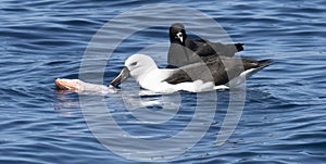 A Yellow-nosed Albatross, Thalassarche chlororhynchos, with kingklip fish, Genypterus capensis, and a white-chinned petrel,