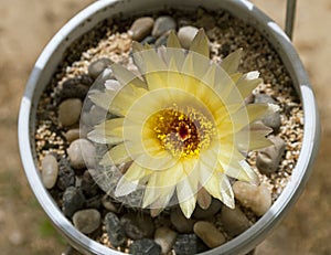 Yellow Notocactus Apricus Cactus Flower
